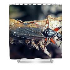 Attēlu rezultāti vaicājumam “Bibionidae female”