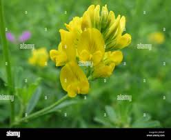 Attēlu rezultāti vaicājumam “Medicago sativa subsp. sativa”