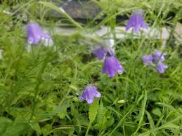 Attēlu rezultāti vaicājumam “Campanula rotundifolia leaf”