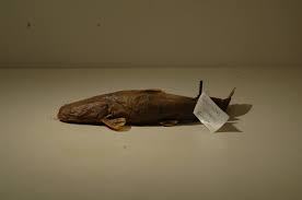 Image result for Pylodictis olivaris