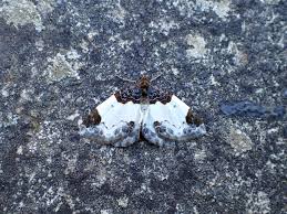 Attēlu rezultāti vaicājumam “Mesoleuca albicillata”