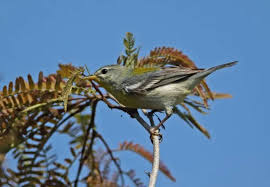 Image result for Parula americana