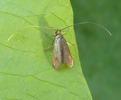 Attēlu rezultāti vaicājumam “Cauchas rufimitrella”