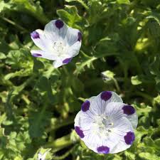 Attēlu rezultāti vaicājumam “Ombrophila violacea”