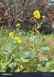 Attēlu rezultāti vaicājumam “Sinapis arvensis”