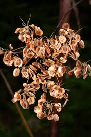 Attēlu rezultāti vaicājumam “Pastinaca sativa subsp. sylvestris fruit”