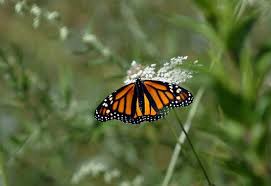 Image result for Cambridge Monarchs