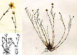 Attēlu rezultāti vaicājumam “Sagina nodosa”