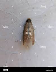 Attēlu rezultāti vaicājumam “Taleporia tubulosa”