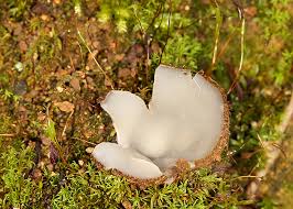 Attēlu rezultāti vaicājumam “Geopora arenicola”