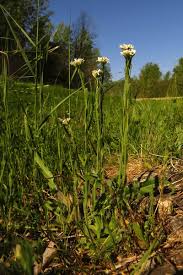 Attēlu rezultāti vaicājumam “Arabis hirsuta flower”