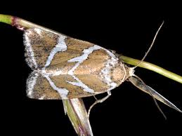 Attēlu rezultāti vaicājumam “Deltote bankiana”