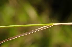 Attēlu rezultāti vaicājumam “Carex chordorrhiza”