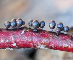 Attēlu rezultāti vaicājumam “Dianema nivale”