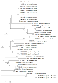 Attēlu rezultāti vaicājumam “Ceriporia viridans”