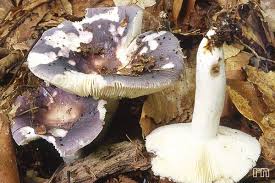 Attēlu rezultāti vaicājumam “Russulales”