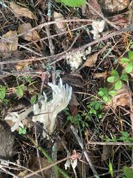 Attēlu rezultāti vaicājumam “Lentaria sp.”