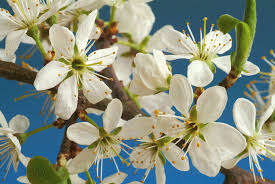 Attēlu rezultāti vaicājumam “Prunus spinosa”