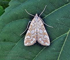 Attēlu rezultāti vaicājumam “Elophila nymphaeata”