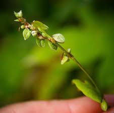 Attēlu rezultāti vaicājumam “Fallopia convolvulus leaf”