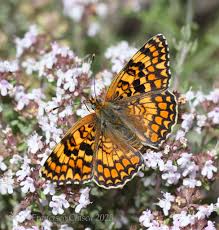 Attēlu rezultāti vaicājumam “Melitaea phoebe upperside”