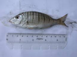 Image result for Lithognathus mormyrus