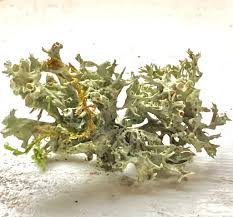 Attēlu rezultāti vaicājumam “Scapania mucronata macro”