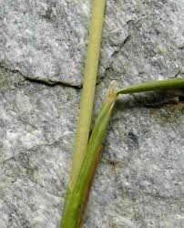 Attēlu rezultāti vaicājumam “Festuca rubra subsp. rubra fruit”