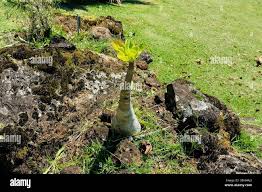 Image result for buaaambulancia