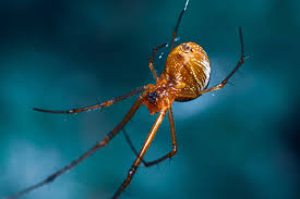 Attēlu rezultāti vaicājumam “Linyphiidae”