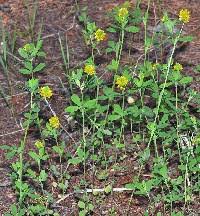 Attēlu rezultāti vaicājumam “Trifolium aureum”