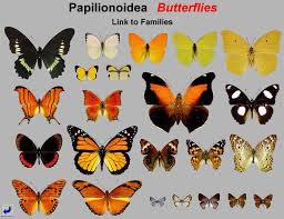 Image result for Papilionoidea