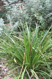 Attēlu rezultāti vaicājumam “Armeria vulgaris”