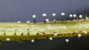 Attēlu rezultāti vaicājumam “Didymium crustaceum macro”