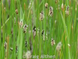 Attēlu rezultāti vaicājumam “Eleocharis uniglumis fruit”