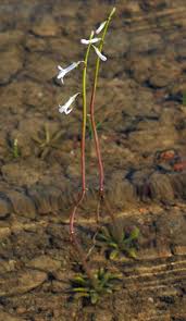 Attēlu rezultāti vaicājumam “Lobelia dortmanna flower”