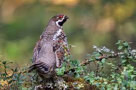 Attēlu rezultāti vaicājumam “Bonasa bonasia eggs”