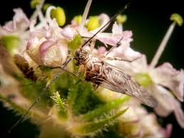 Attēlu rezultāti vaicājumam “Psococerastis gibbosa”