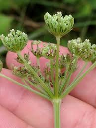 Attēlu rezultāti vaicājumam “Selinum carvifolia”