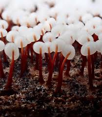 Attēlu rezultāti vaicājumam “Diderma simplex macro”