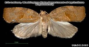 Attēlu rezultāti vaicājumam “Pandemis heparana”