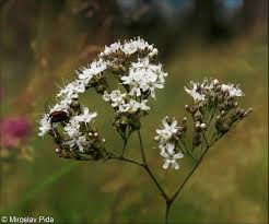 Attēlu rezultāti vaicājumam “Gypsophila fastigiata flower”
