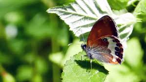Attēlu rezultāti vaicājumam “Coenonympha arcania”