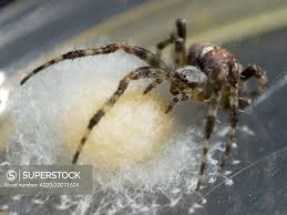 Attēlu rezultāti vaicājumam “Araneus diadematus female”
