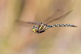 Attēlu rezultāti vaicājumam “Aeshna juncea”