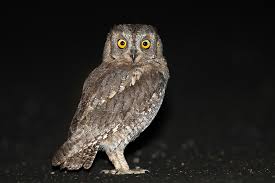 Image result for Otus scops
