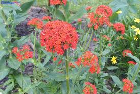 Attēlu rezultāti vaicājumam “Silene chalcedonica flower”