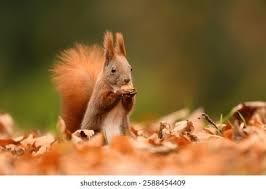 Attēlu rezultāti vaicājumam “Sciurus vulgaris”