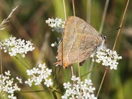 Attēlu rezultāti vaicājumam “Thecla betulae male”