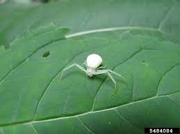 Attēlu rezultāti vaicājumam “Misumena vatia”